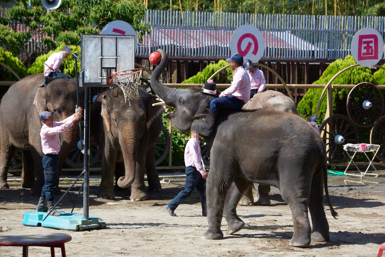 elephant in captive