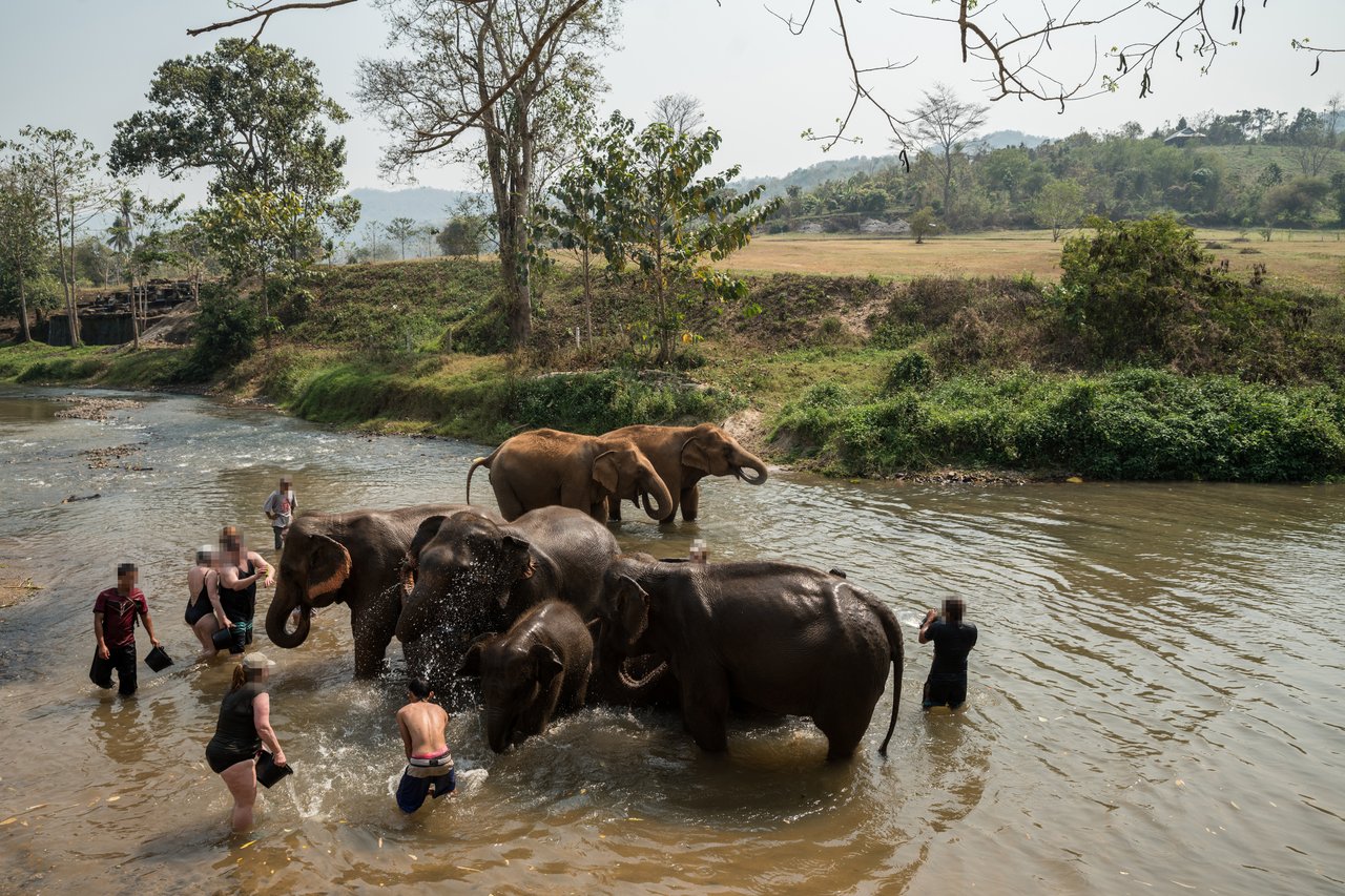 elephant bathing