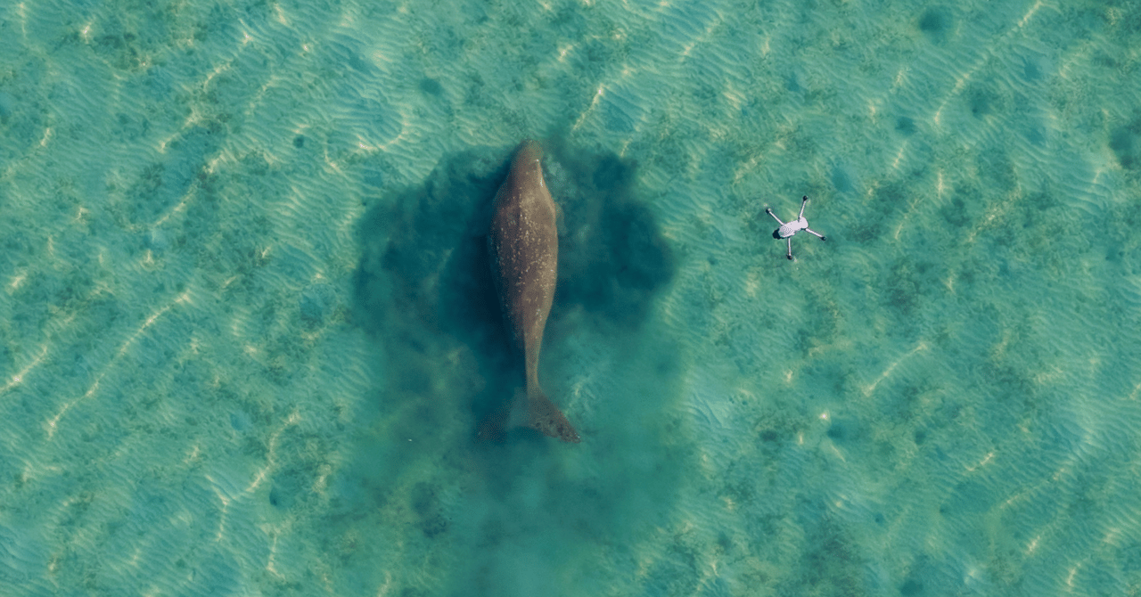 Dugong Drone Shot