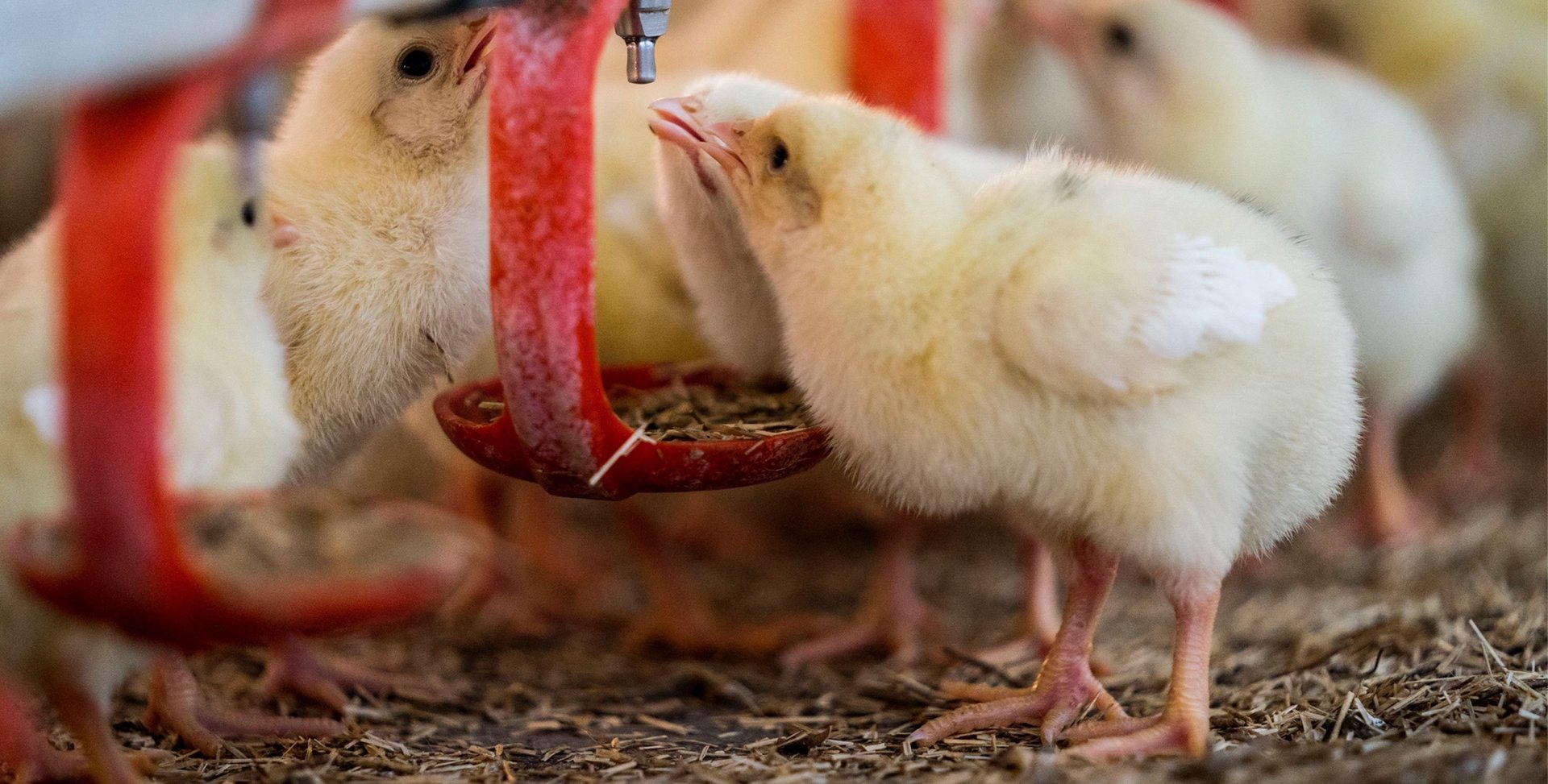 High welfare chicken farm. Credit: Valerie Kuypers