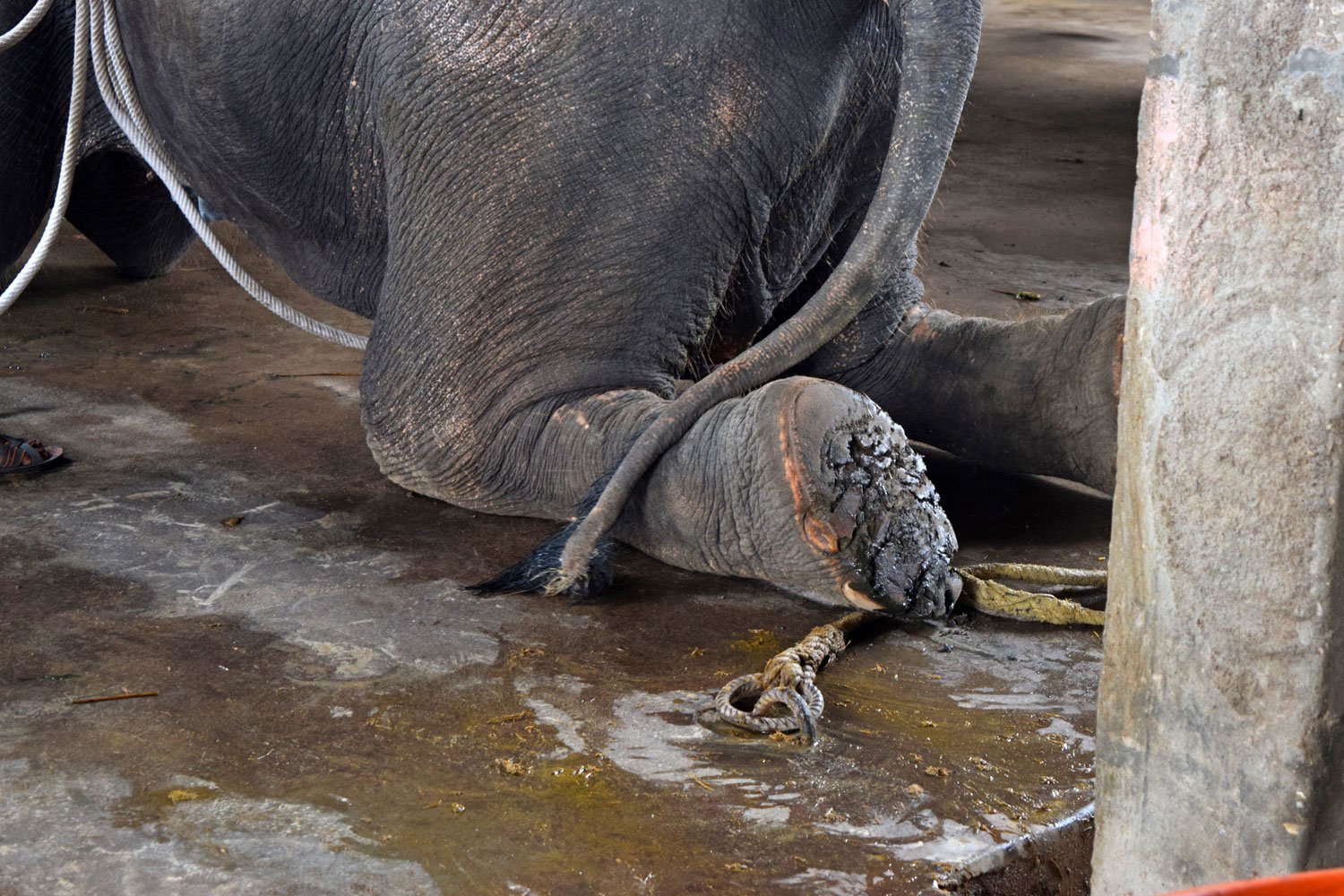 Elephant with damaged soles at Haathi Gaon, Jaipur