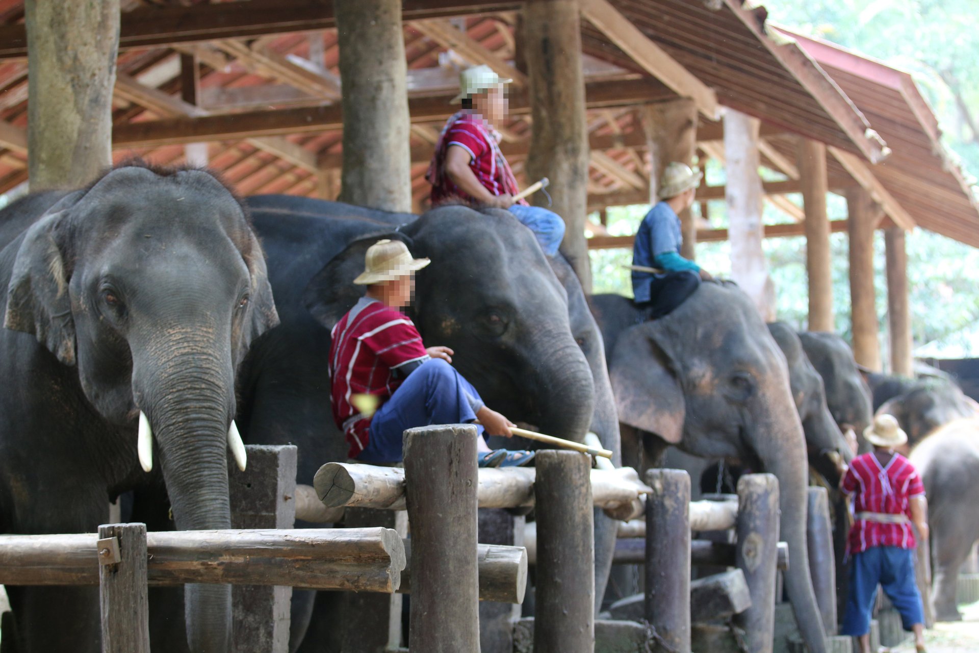 elephants in captivity