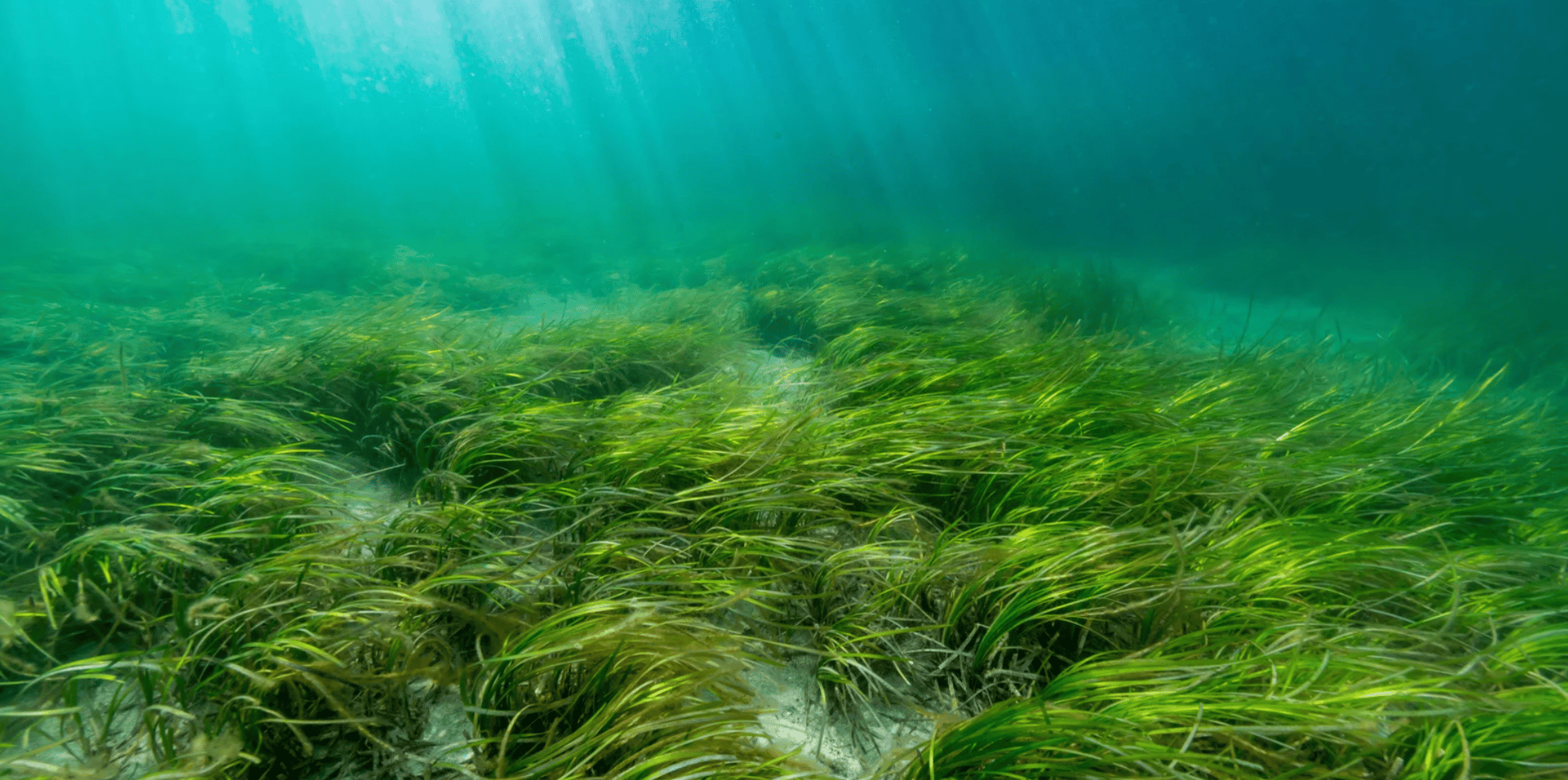 sea grass