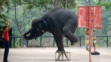 elephant cruelty