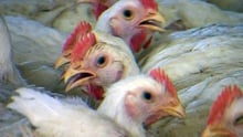 Chickens during transport. Credit: World Animal Protection.