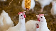 Pollos en una granja avícola certificada del Reino Unido. Crédito: RSPCA Assured