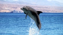 A wild dolphin jumps in the wake of a boat