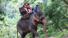 Tourists take a ride on an elephant in Thailand