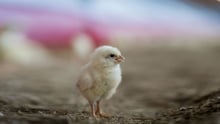 Chick at high welfare chicken farm. Credit: Valerie Kuypers