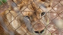 Lioness behind fence