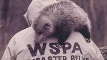 WSPA