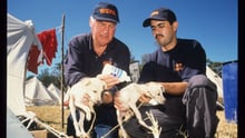 World Animal Protection