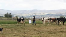 World Animal Protection
