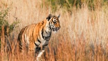 World Animal Protection