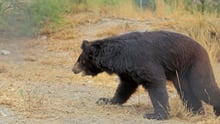 World Animal Protection
