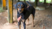 World Animal Protection