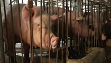 World animal protection Thailand
