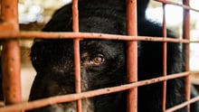 A bear suffering on a bear bile farm - World Animal Protection