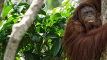 world animal protection thailand