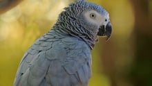 World Animal Protection
