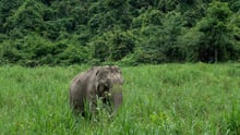 World Animal Protection