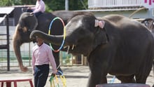 Elephant Entertainer