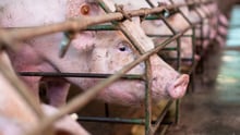 A mother pig in a cage so small she cannot turn around