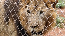 A caged lion