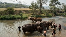 Tourists bathing with elephants