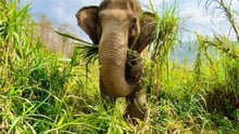 The elephant Mae Dok in the grass at Burm and Emily's Elephant Sanctuary.