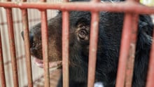 Nine bears rescued in Vietnam 03