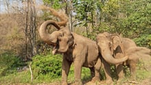 Elefanterne Mae Kam og Mae Dok i Burm and Emily's Elephant Sanctuary
