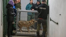 Elza the wolf has been rescued from Ukraine