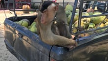 Monkey