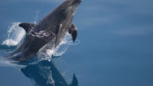 dolphin