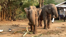 ปางช้าง Elephant Peace Project เพิ่มแหล่งอาหารปลอดภัยให้ช้าง