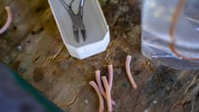 cut_off_piglet_tails_on_a_table_next_to_pliers