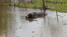 Disaster animal องค์กรฯ กำลังเข้าไปให้ความช่วยเหลือ