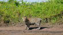 Un jaguar silvestre en Pantanal, Brasil
