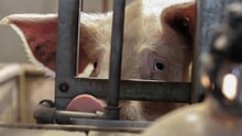 Animal Welfare Legislation 
