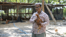 farm_mod_chicken_1