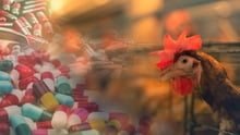 a chicken next to antibiotic pills