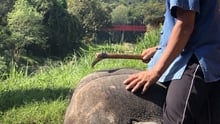 elephant controlled with a bullhook 