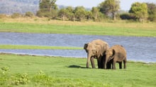 World Animal Protection