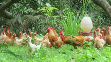 คลองไผ่ฟาร์ม (Klong Phai Farm)