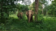 Kammoon en Malee bij olifantenopvang Somboon Legacy Foundation