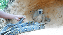 A screenshot from one of YouTube's fake animal rescue videos, showing a staged rescue between a gibbon and a python