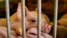 Pictured: a piglet in a cage on a factory farm.