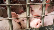 pigs crowded on factory farm
