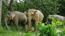 Following Giants